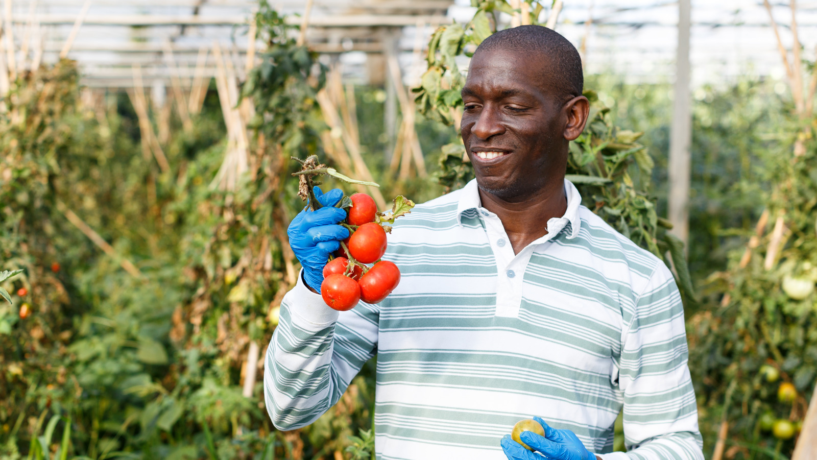 how-to-prune-your-tomatoes