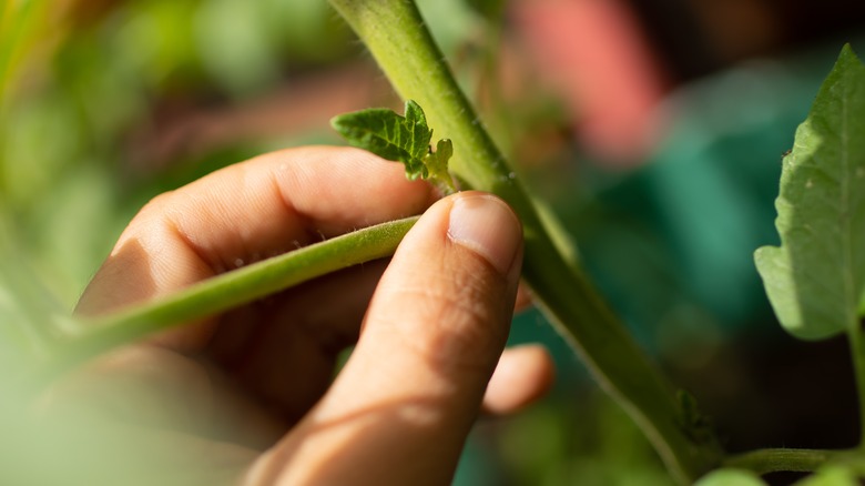 Pinching suckers off tomato plants