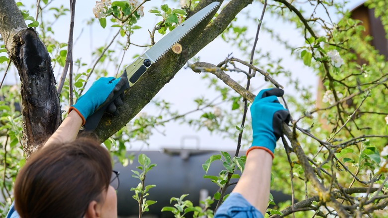 saw being used to prune