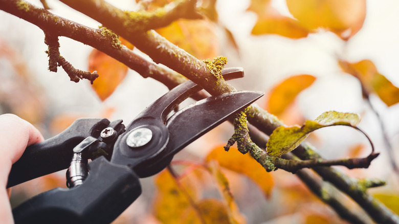 pruning shears cutting off branches