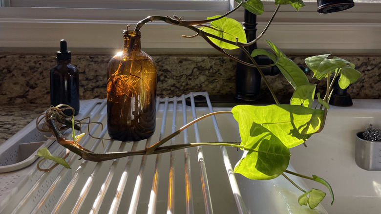 Propagated syngonium cuttings sit on top of a sink and in a brown bottle.