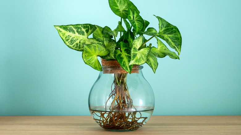 Syngonium cuttings sit against a teal background in a clear glass vase that exposes the plants' new roots.