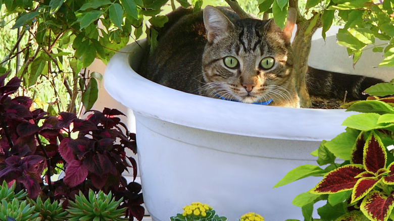 Cat nearby a coleus plant