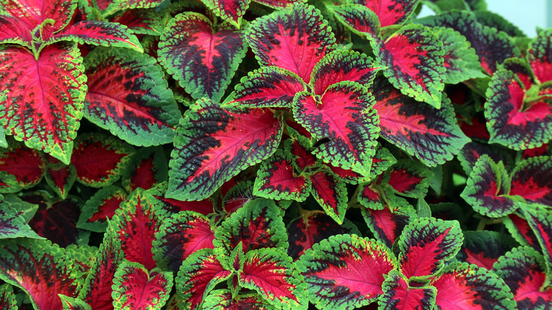 "watermelon" coleus variety