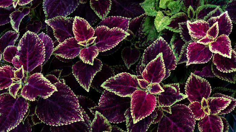 leaves of a coleus plant