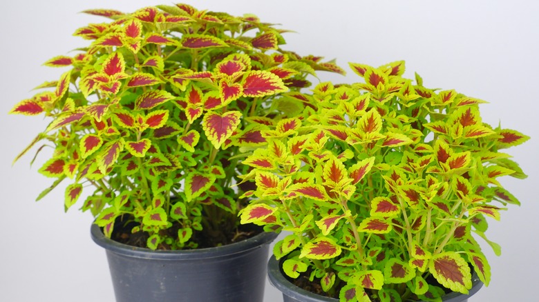 potted coleus plants