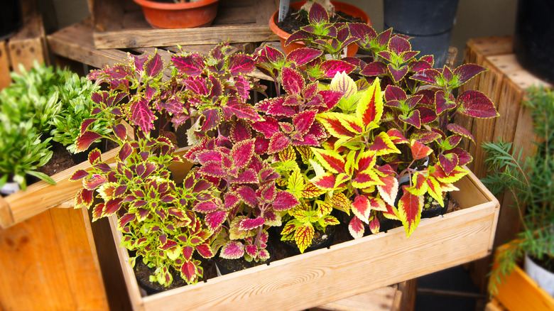 variety of potted coleus plants