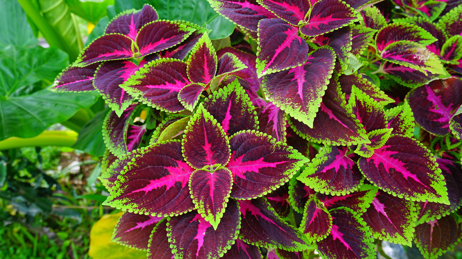 How To Grow And Care For Coleus Plants