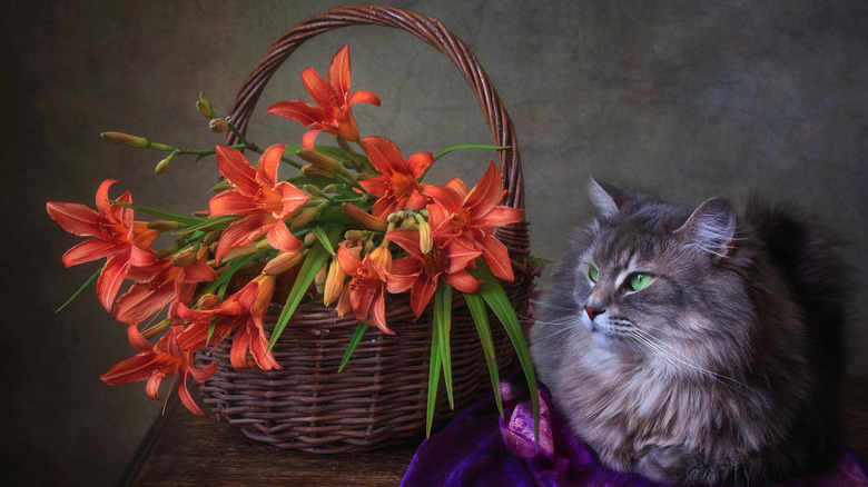cat near daylilies in basket