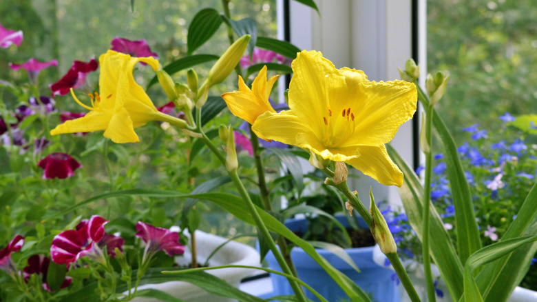 potted daylilies 