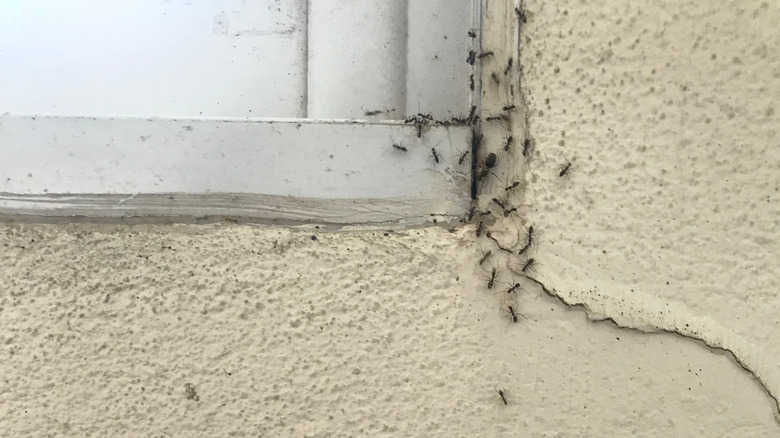 Ants in cracked wall