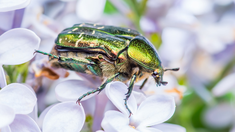 Adult June bug