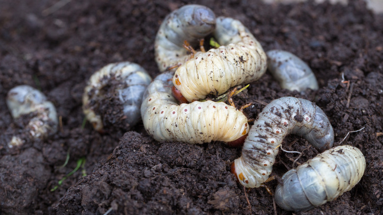 June bug larvae