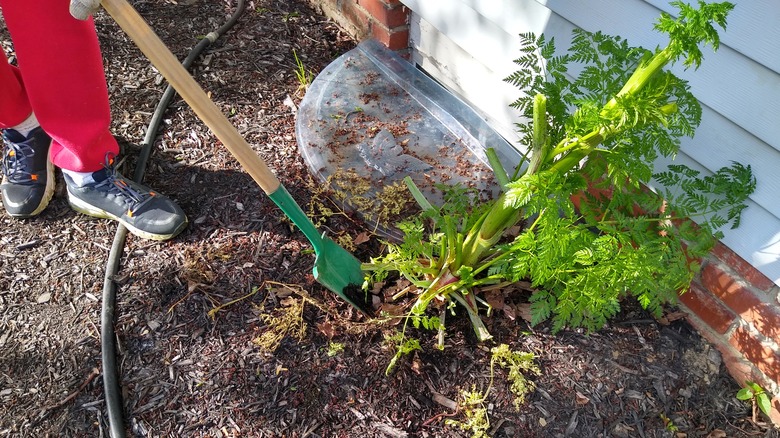 digging out poison hemlock