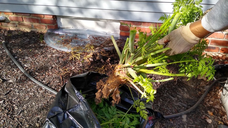 bagging, disposing of poison hemlock