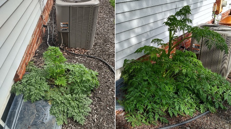 one month's growth poison hemlock