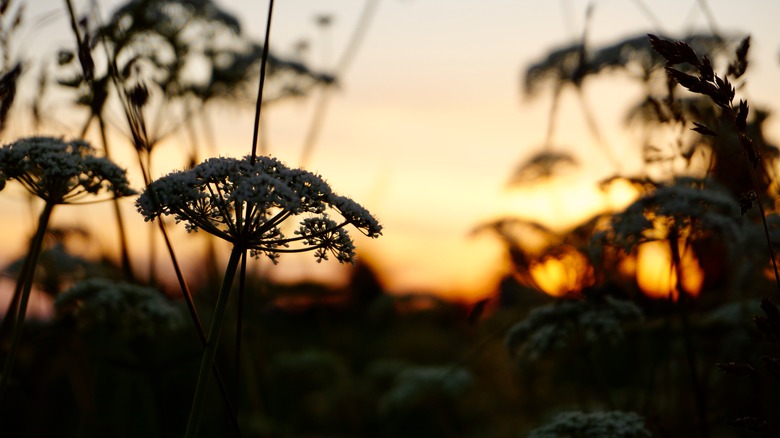 poison hemlock at sunset