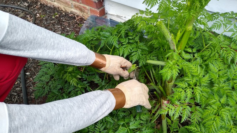 trimming outer poison hemlock stems