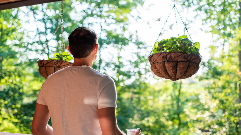 Outdoor potted plants in sun