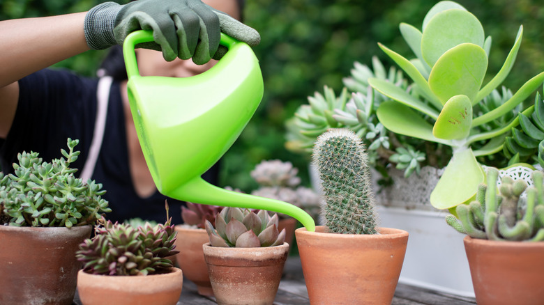 Woman watering houseplants