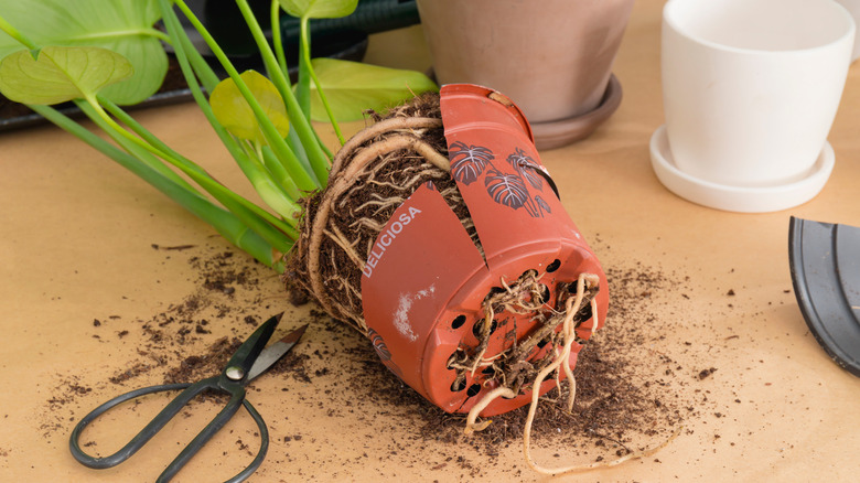 Roots breaking through pot