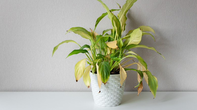 Wilting houseplant