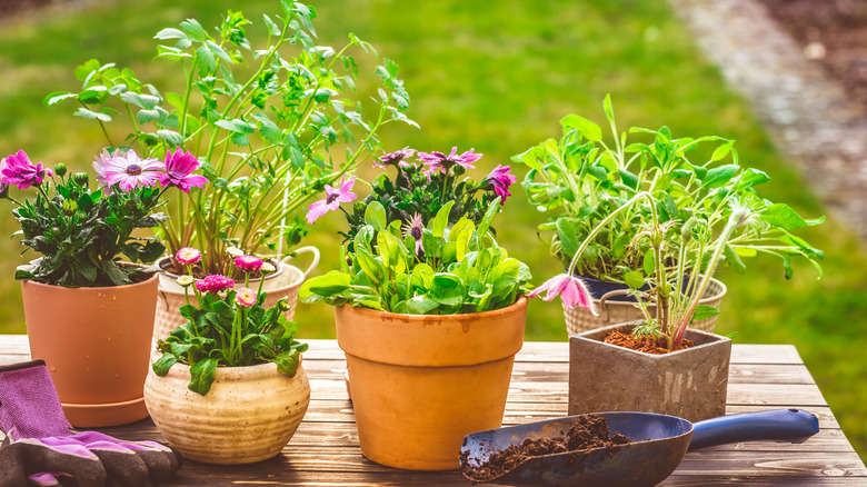 Potted plants on table