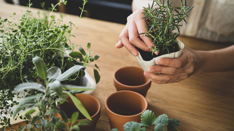 Hands repotting plant