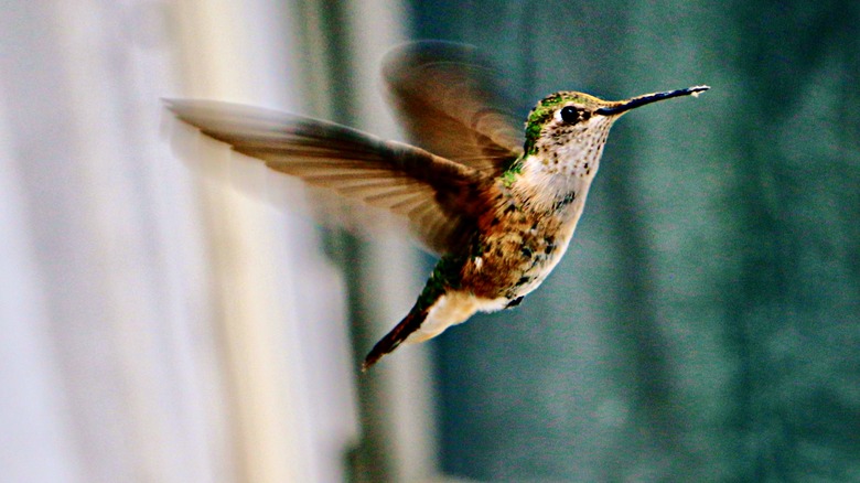 hummingbird with window background