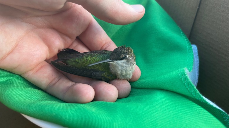 male hummingbird at feeder