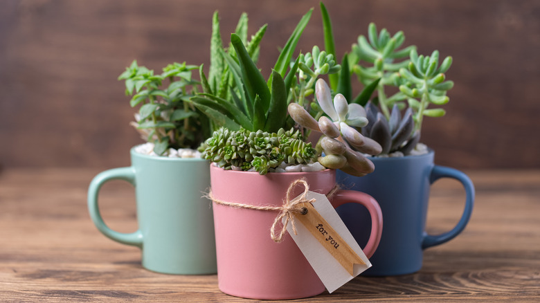 coffee mug plant holder