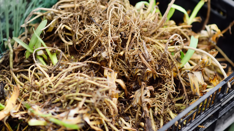 daylily plant roots in basket