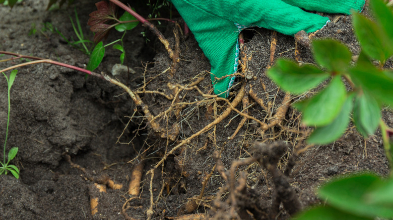 Hydrangea roots and rhizomes