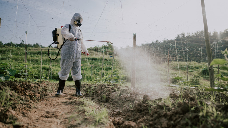 man using herbicide