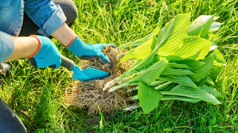 pulling out hostas