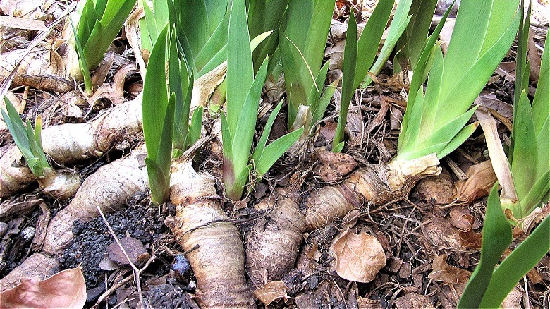 Iris rhizomes in garden