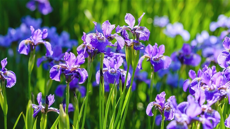 Blooming irises in garden