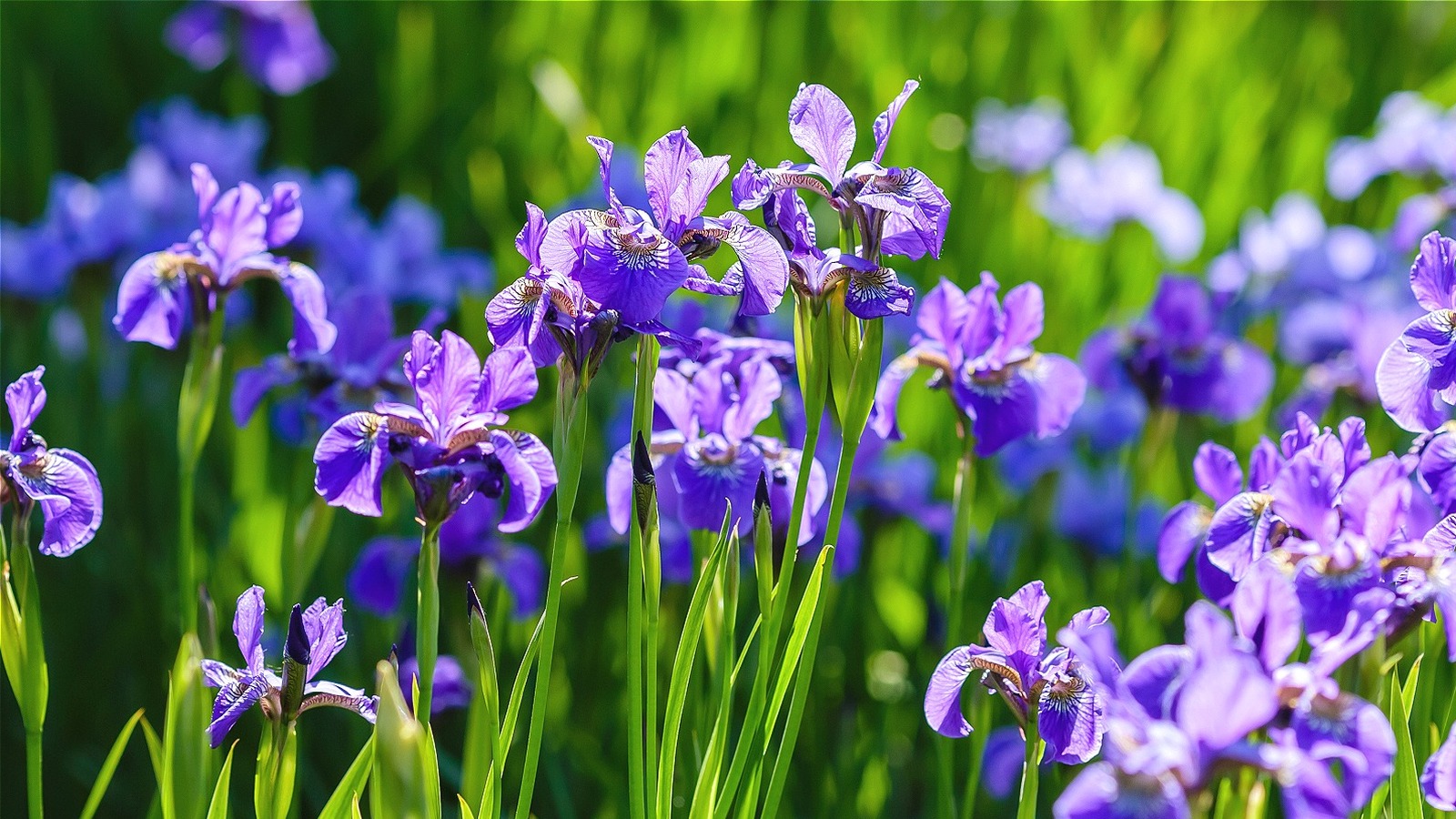 How To Remove Irises If They're Taking Over Your Garden