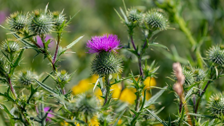 How To Remove Prickly Bull Thistle Weed From Your Yard