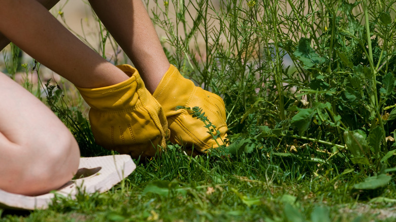 pulling thistle rosette with gloves