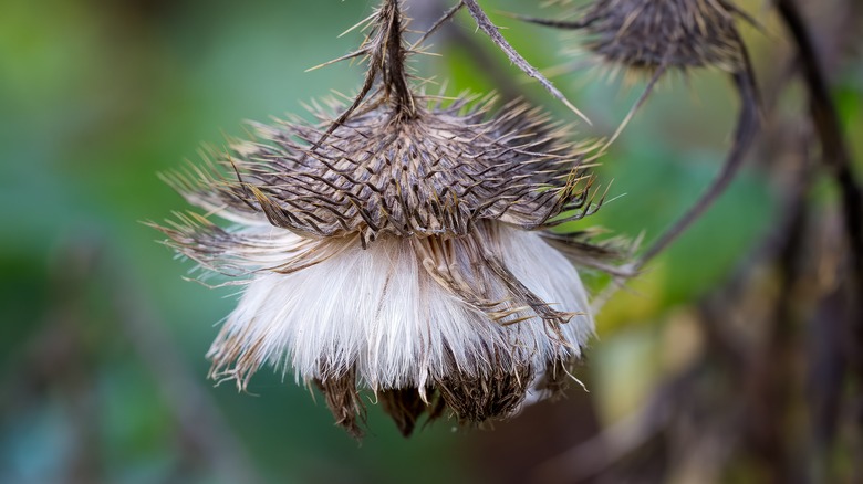 dry bull thistle seed head