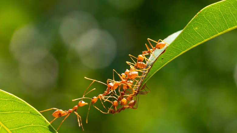 ants on a green leaf