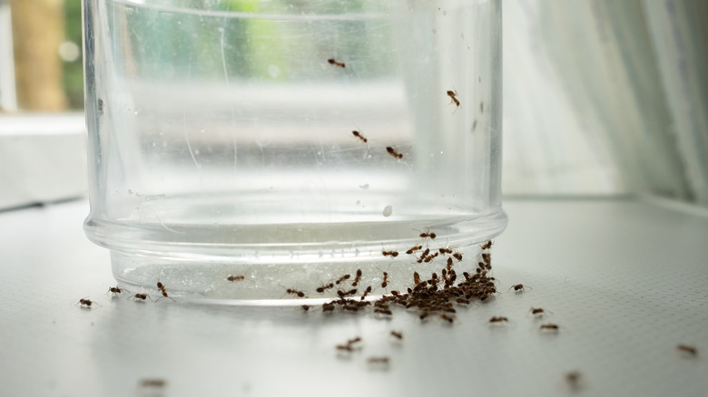 Ants along baseboards