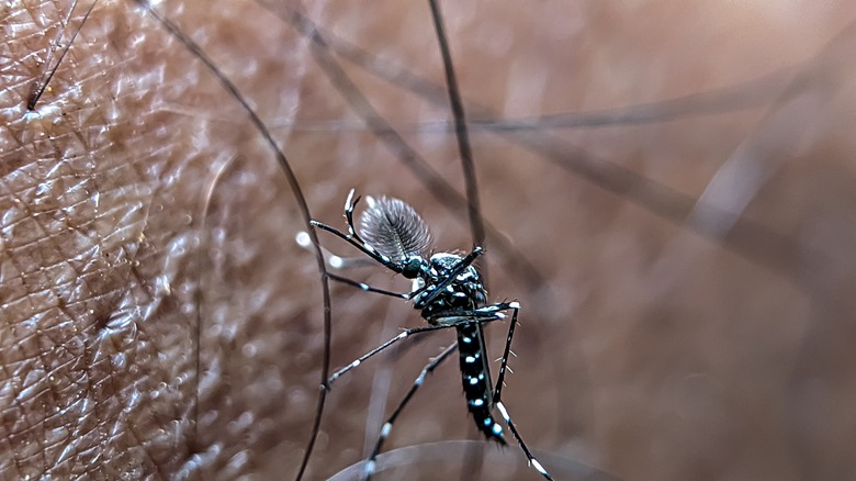 mosquito on skin and hairs