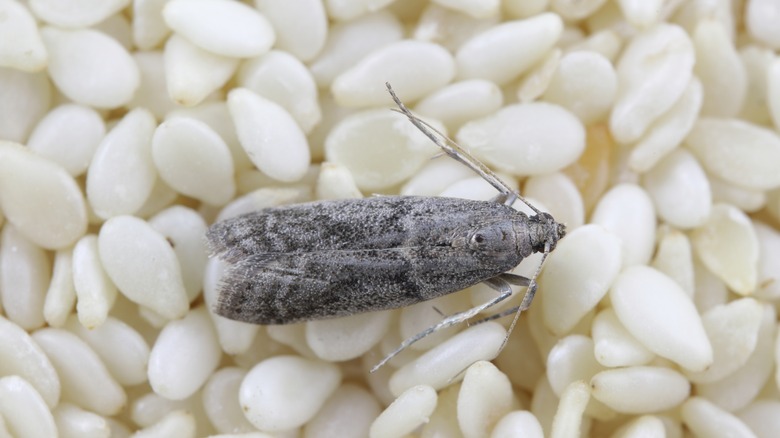 moth on pile of beans