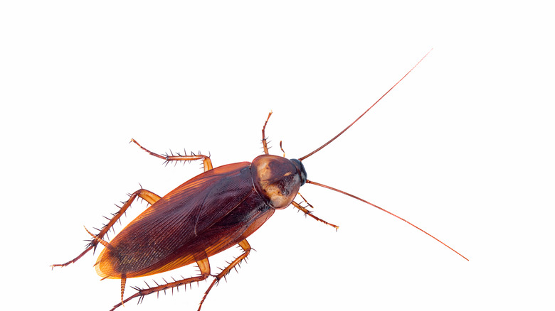 roach on white background