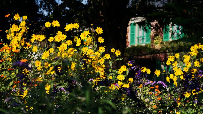 Bright flower assortment at Giverny