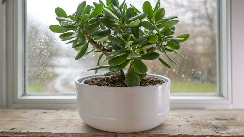 A jade plant sitting on a window ledge