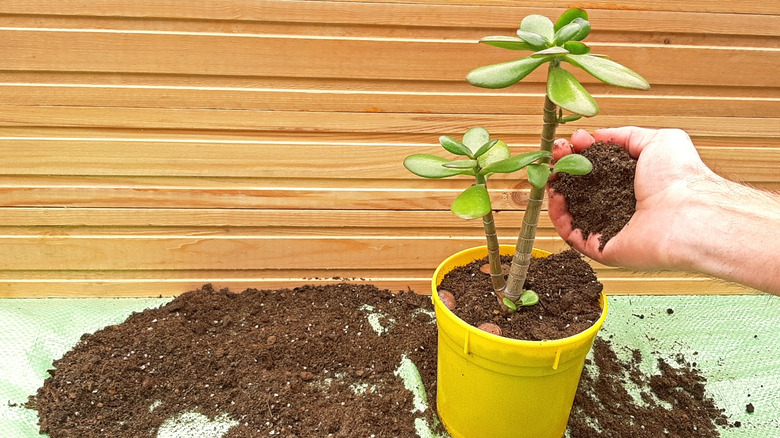 Gardener adding more soil to a freshly repotted jade plants