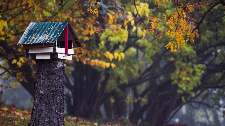 birdfeeder on a tree stump